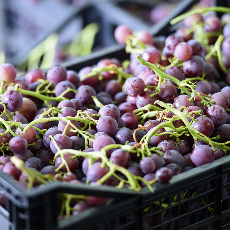 tharrosfruit-DSC_9116